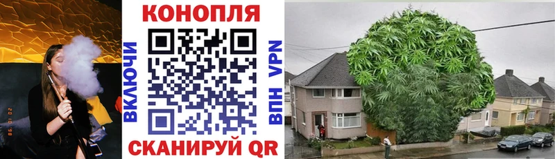 Канабис White Widow продажа наркотиков Новоалександровск